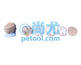 國產(chǎn)腦水平切模型00209033 尚尤提供詳實(shí)圖文資料與專業(yè)咨詢